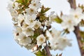 Bee on white blooms of cherry tree. Royalty Free Stock Photo