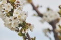 Bee on white blooms of cherry tree. Royalty Free Stock Photo