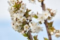 Bee on white blooms of cherry tree. Royalty Free Stock Photo