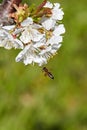 Bee on white blooms of cherry tree. Royalty Free Stock Photo