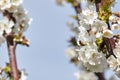Bee on white blooms of cherry tree. Royalty Free Stock Photo
