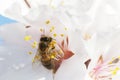 Bee in white blossom of almond tree in spring Royalty Free Stock Photo