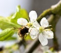 Bee and the white blossom Royalty Free Stock Photo