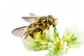 Bee on white clover flower Royalty Free Stock Photo