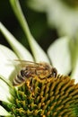 Bee on white cone Flower Royalty Free Stock Photo