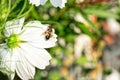 A bee on the white cosmos bipinnatus or mexican aster flower Royalty Free Stock Photo