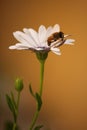 Bee on white daisy Royalty Free Stock Photo