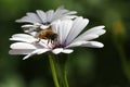 Bee on white daisy Royalty Free Stock Photo