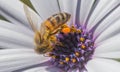 Bee on a white daisy drinking nectar. Royalty Free Stock Photo