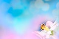Bee on white flower close up macro while collecting pollen on pink blue blurred background, banner for website. Blurred space for Royalty Free Stock Photo
