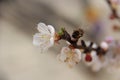 Bee on the white flower