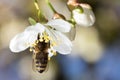 Bee on a white flower on a tree Royalty Free Stock Photo