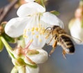 Bee on a white flower on a tree Royalty Free Stock Photo