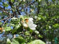 Bee on a white flower on a tree.Bee picking pollen from apple flower.Bee on apple blossom.Honeybee collecting pollen at a pink Royalty Free Stock Photo