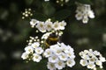 Bee on a white flower on a tree.Bee picking pollen from cherry tree flower. Royalty Free Stock Photo