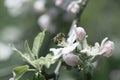 Bee on a white flower on a tree.Bee picking pollen from apple flower Royalty Free Stock Photo