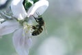 Bee on a white flower on a tree.Bee picking pollen from apple flower Royalty Free Stock Photo