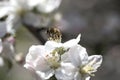 Bee on a white flower on a tree.Bee picking pollen from apple flower Royalty Free Stock Photo