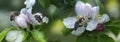 Bee on a white flower on a tree.Bee picking pollen from apple flower Royalty Free Stock Photo