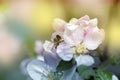 Bee on a white flower on a tree.Bee picking pollen from apple flower Royalty Free Stock Photo