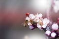 Bee on a white flower on a tree.Bee picking pollen from cherry tree flower. Royalty Free Stock Photo