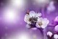 Bee on a white flower on a tree.Bee picking pollen from cherry tree flower. Royalty Free Stock Photo