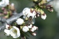 Bee on a white flower on a tree.Bee picking pollen from cherry tree flower Royalty Free Stock Photo