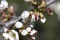 Bee on a white flower on a tree.Bee picking pollen from cherry tree flower Royalty Free Stock Photo