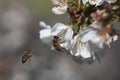 Bee on a white flower on a tree.Bee picking pollen from cherry tree flower Royalty Free Stock Photo