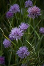 The bee at white flowers close up on background of grass Royalty Free Stock Photo