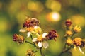 A bee on white flowers