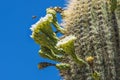 Bee White Flowers Sajuaro Cactus Saguaro Desert Museum Tucson Arizona Royalty Free Stock Photo