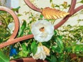 Bee on white rose flower in autumn garden Royalty Free Stock Photo