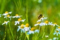 Bee on wild camomile flower on meadow and wheat Royalty Free Stock Photo