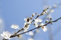 Bee on a Wild Cherry Flowers Royalty Free Stock Photo