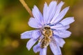 Bee on wild chichory flower Royalty Free Stock Photo