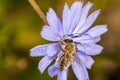 Bee on wild chichory flower Royalty Free Stock Photo