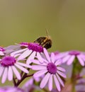 Bee on wild flowers pericallis webbii