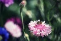 Bee on wild pinkcorn flower Royalty Free Stock Photo