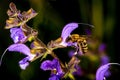 Bee on wild sage flower Royalty Free Stock Photo