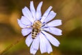 Bee on wild cichory flower Royalty Free Stock Photo