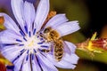 Bee on wild sage flower Royalty Free Stock Photo