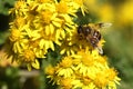 Bee on Wild yellow chrysathemum flowers in autumn Royalty Free Stock Photo