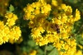 bee on Wild yellow chrysathemum flowers in autumn Royalty Free Stock Photo