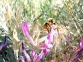 A bee among wildflowers Royalty Free Stock Photo