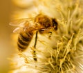 Bee on willow flowers in spring Royalty Free Stock Photo