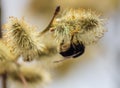 Bee on willow flowers in spring Royalty Free Stock Photo