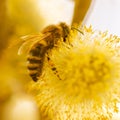 Bee on willow flowers in spring Royalty Free Stock Photo