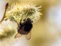 Bee on willow flowers in spring Royalty Free Stock Photo