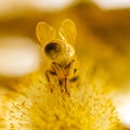 Bee on willow flowers in spring Royalty Free Stock Photo